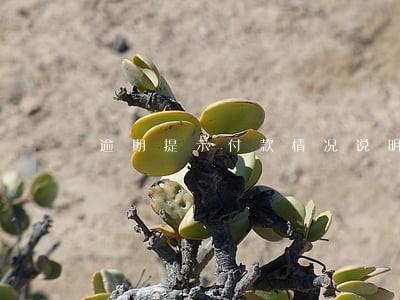 逾期提示付款情况说明 逾期提示付款情况说明