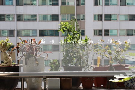 逾期提示付款的法律后果