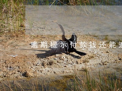 逾期提示付款钱还能追回来吗