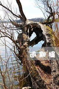 逾期提示承兑后果 逾期提示承兑后果