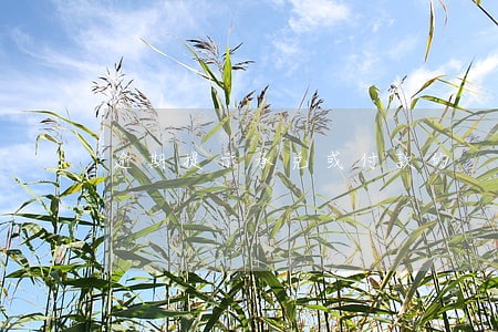 逾期提示承兑或付款的 逾期提示承兑或付款的