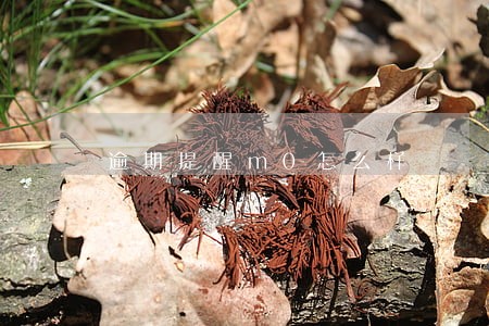逾期提醒m0怎么样 逾期提醒m0怎么样