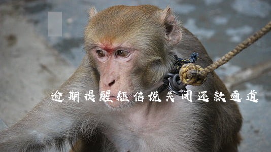 逾期提醒短信说关闭还款通道 逾期提醒短信说关闭还款通道