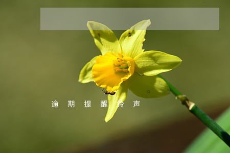 逾期提醒铃声 逾期提醒铃声