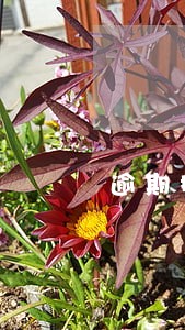 逾期搬迁公告怎么写 逾期搬迁公告怎么写