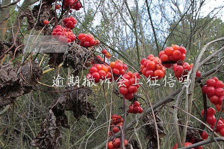逾期撤诉会上征信吗 逾期撤诉会上征信吗