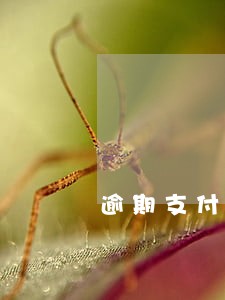 逾期支付中介费 逾期支付中介费