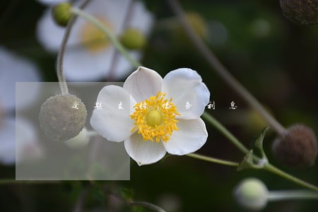 逾期支付债务利息 逾期支付债务利息