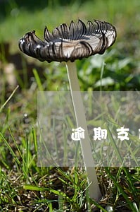 逾期支付出让土地价款处理 逾期支付出让土地价款处理