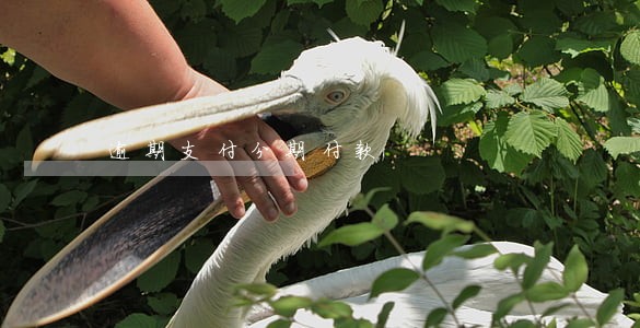 逾期支付分期付款 逾期支付分期付款