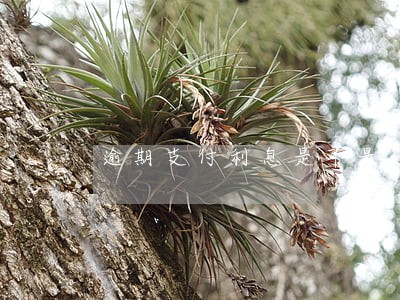 逾期支付利息是不是违约金 逾期支付利息是不是违约金