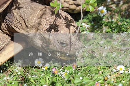 逾期支付劳务费法律规定 逾期支付劳务费法律规定