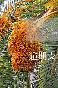 逾期支付劳务费用利息 逾期支付劳务费用利息