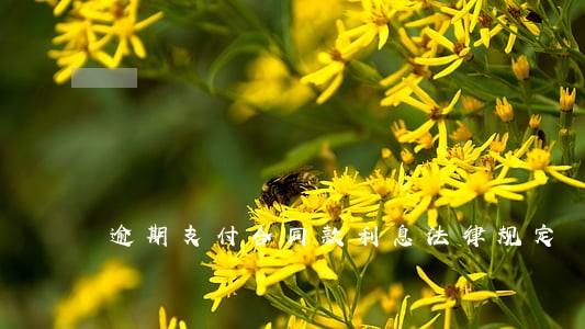 逾期支付合同款利息法律规定 逾期支付合同款利息法律规定