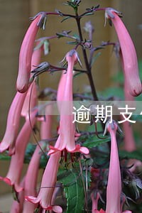 逾期支付存款罚息利率 逾期支付存款罚息利率