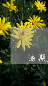 逾期支付定金违约金 逾期支付定金违约金