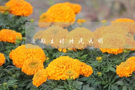 逾期支付情况说明 逾期支付情况说明