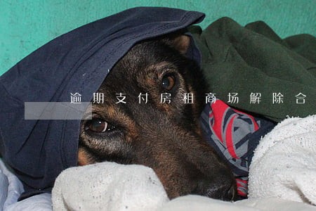 逾期支付房租商场解除合同 逾期支付房租商场解除合同