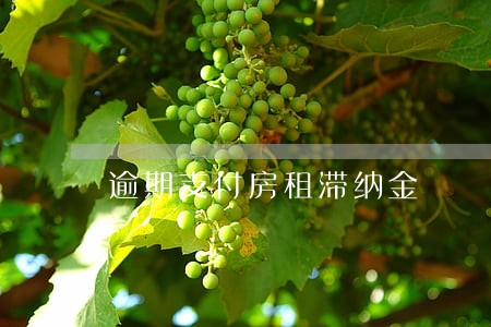 逾期支付房租滞纳金 逾期支付房租滞纳金