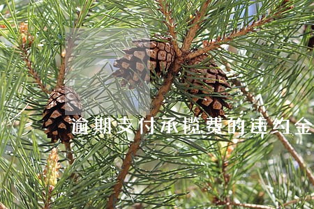 逾期支付承揽费的违约金 逾期支付承揽费的违约金