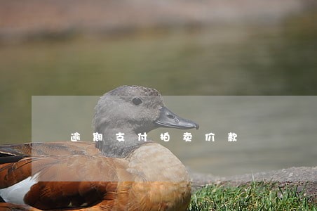 逾期支付拍卖价款 逾期支付拍卖价款