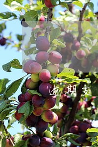 逾期支付日违约金不得超过 逾期支付日违约金不得超过