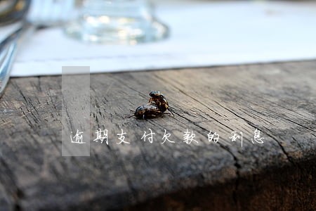 逾期支付欠款的利息 逾期支付欠款的利息
