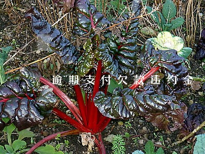 逾期支付欠款违约金 逾期支付欠款违约金