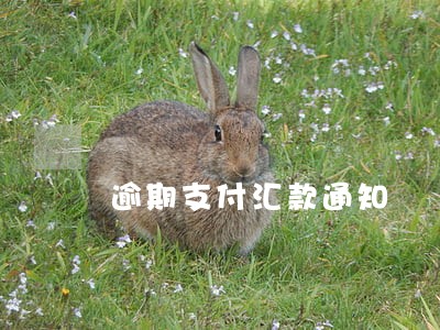 逾期支付汇款通知 逾期支付汇款通知