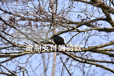 逾期支付的货款 逾期支付的货款