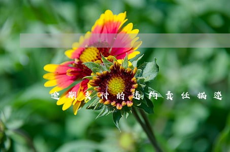 逾期支付的违约责任描述