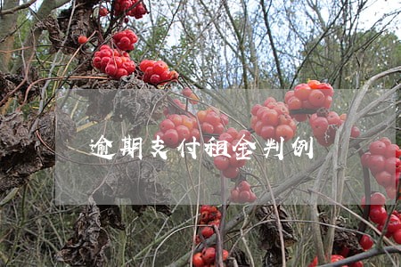 逾期支付租金判例 逾期支付租金判例