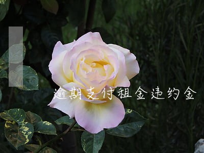 逾期支付租金违约金 逾期支付租金违约金