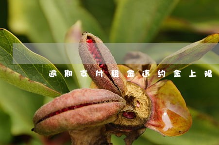 逾期支付租金违约金上限民法典