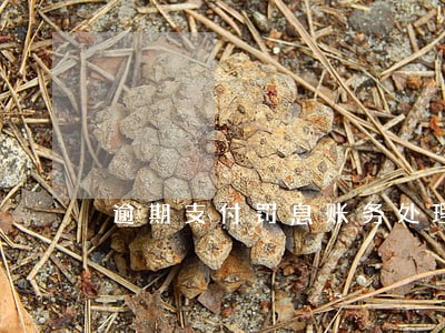 逾期支付罚息账务处理 逾期支付罚息账务处理