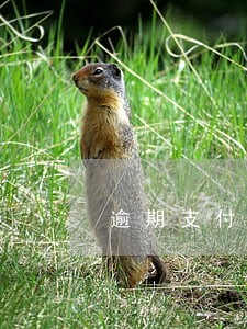 逾期支付货款可否要求支付利息 逾期支付货款可否要求支付利息