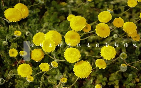 逾期支付货款违约金的约定 逾期支付货款违约金的约定
