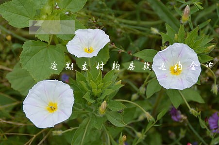 逾期支付购房款违约金诉讼时效 逾期支付购房款违约金诉讼时效