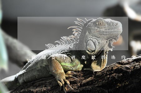 逾期支付进度款的违约金 逾期支付进度款的违约金