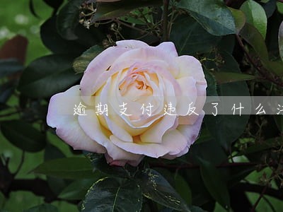 逾期支付违反了什么法律规定 逾期支付违反了什么法律规定