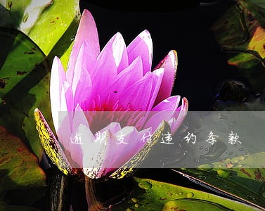 逾期支付违约条款