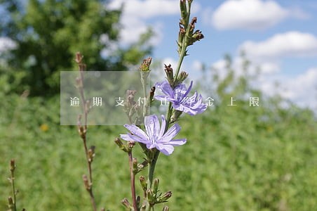逾期支付违约金上限 逾期支付违约金上限