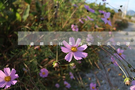逾期支付违约金怎么处理 逾期支付违约金怎么处理