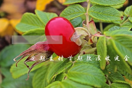 逾期支付首期款没收定金 逾期支付首期款没收定金
