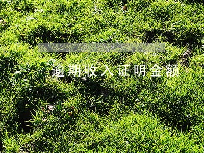 逾期收入证明金额