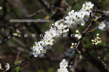 逾期收到一份档案