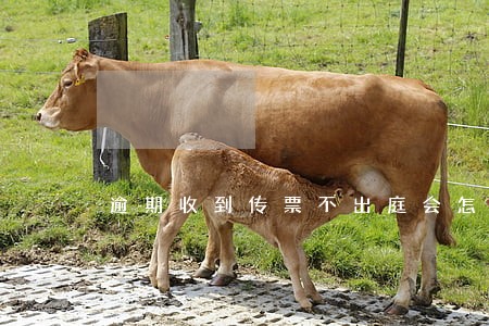 逾期收到传票不出庭会怎样 逾期收到传票不出庭会怎样