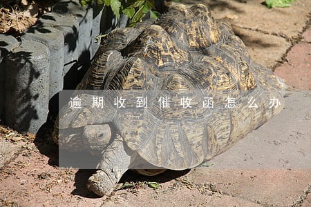逾期收到催收函怎么办 逾期收到催收函怎么办