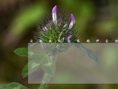 逾期收到包装物押金增值税率 逾期收到包装物押金增值税率