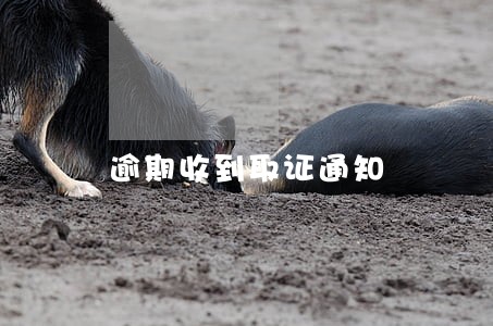 逾期收到取证通知 逾期收到取证通知